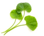 SKIN1004 Madagascar Centella Ampoule 100ml SKIN1004 Madagascar Centella Ampoule 100ml